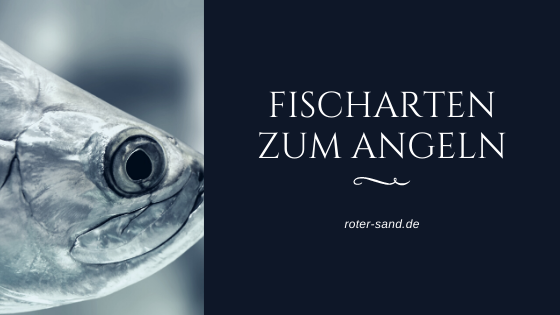 Die Fischarten zum Angeln in der Nordsee